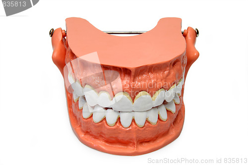 Image of Teeth model
