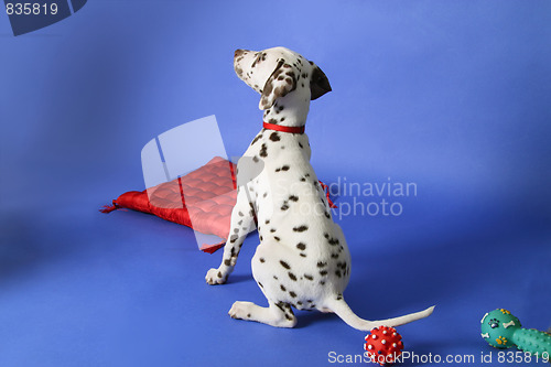 Image of Dalmation