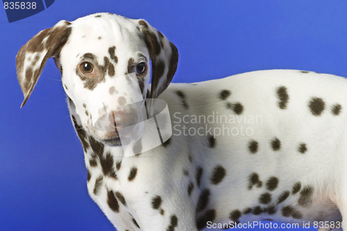 Image of Dalmation