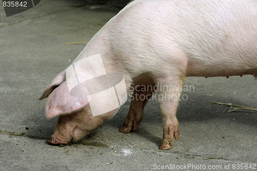 Image of Young Pig