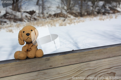 Image of Dog