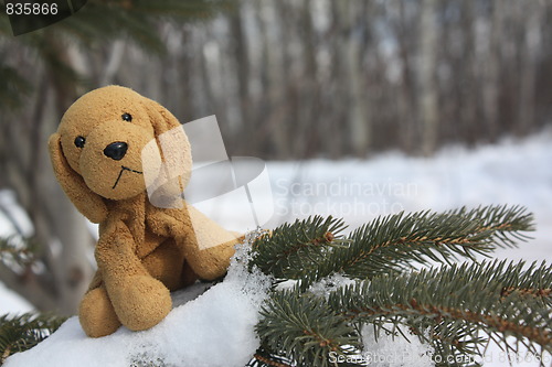 Image of Cute dog in a tree.