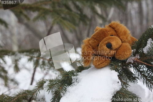 Image of Cute dog in a tree.