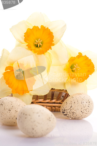 Image of Daffodils and