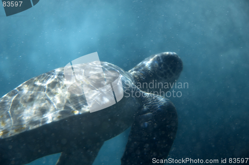 Image of Turtle underwater
