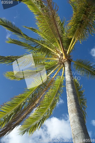 Image of Palm tree