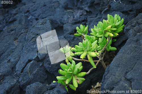 Image of Green plant on rock