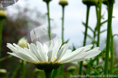 Image of Chamomile.