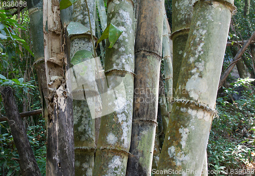 Image of Stems bamboo tree in white mildew