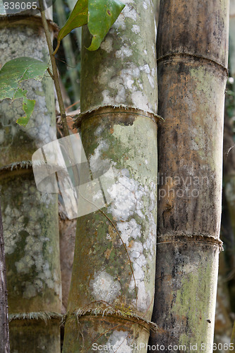 Image of Stems bamboo tree in white mildew