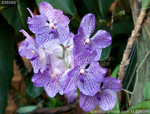 Image of Flowerses to blue orchids