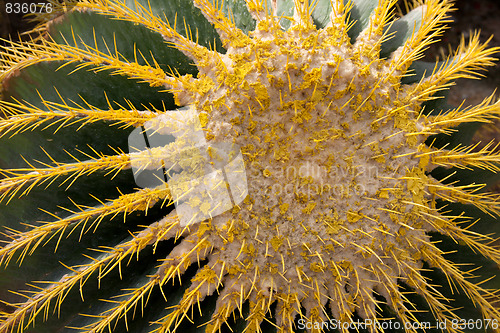 Image of Thai cactus in park Nong Nuch