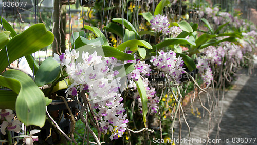 Image of Orchids grow in pot