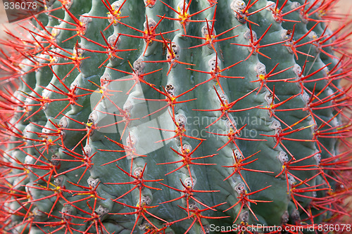 Image of Blue cactus with red needle