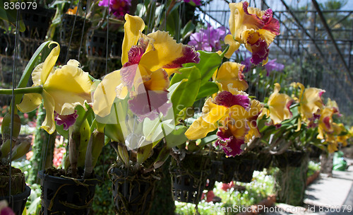 Image of Orchids grow in pot