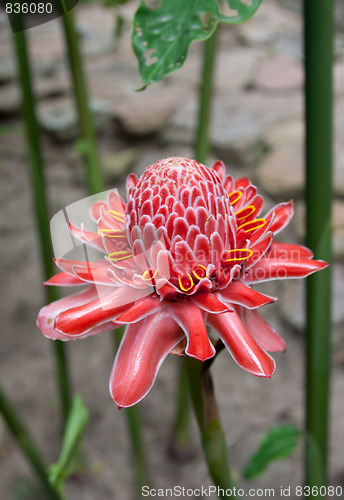 Image of Red tropical flower