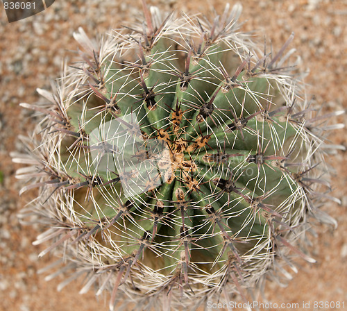 Image of Cactus with sharp needle