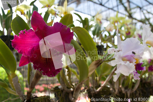 Image of Orchid with violet