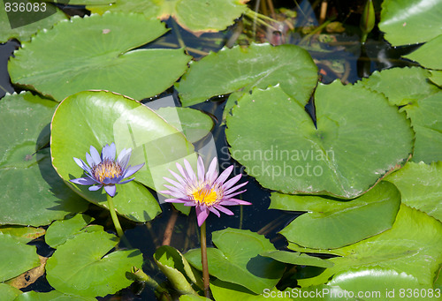 Image of Two lilies with green sheet