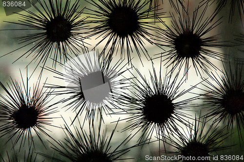 Image of Sea urchin