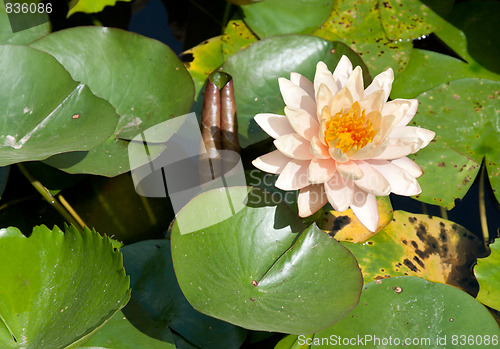 Image of Lilies with green sheet