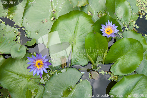 Image of Two lilies with green sheet