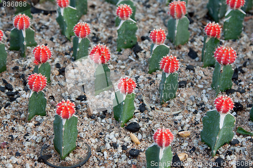 Image of Cactuses with red head and needle