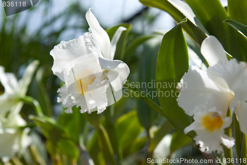 Image of White orchids