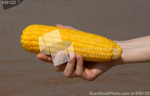 Image of Yellow cob of the corn