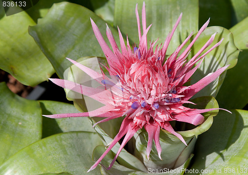 Image of Red tropical flower