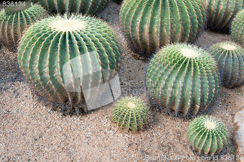 Image of Greater round green cactuses