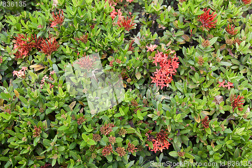 Image of Green tropical herb