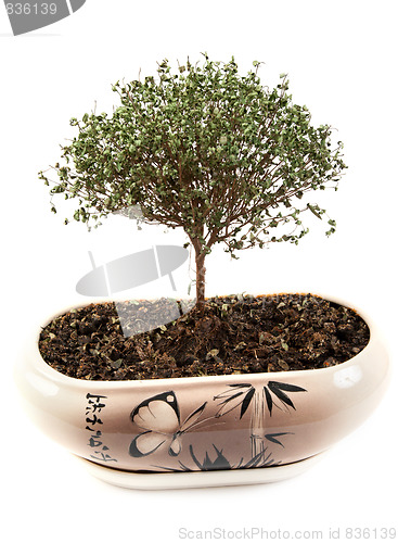 Image of Dry green tree in japanese pot