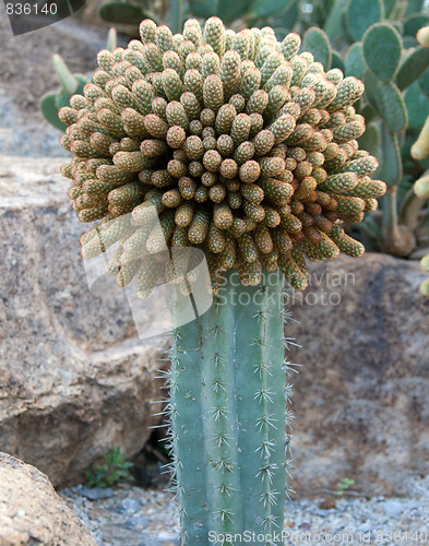 Image of Blue cactus
