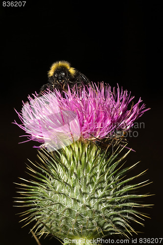 Image of bumblebee