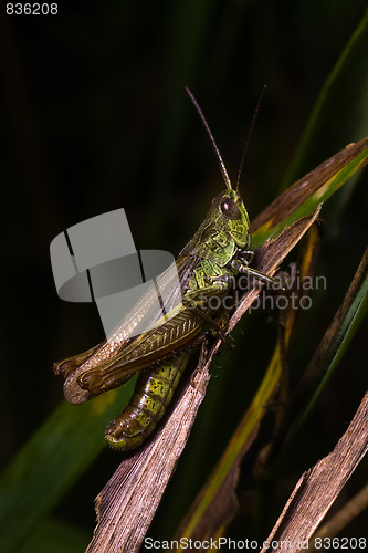 Image of grasshopper 