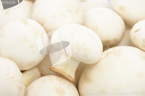 Image of Fresh mushrooms