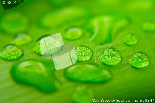 Image of Water drops on plant leaf