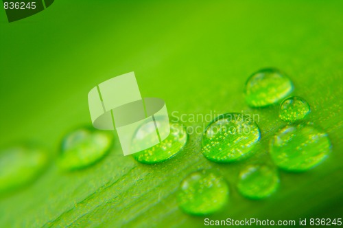 Image of Water drops on plant leaf