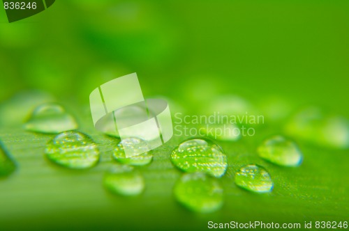 Image of Water drops on plant leaf