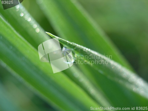 Image of Water on grass