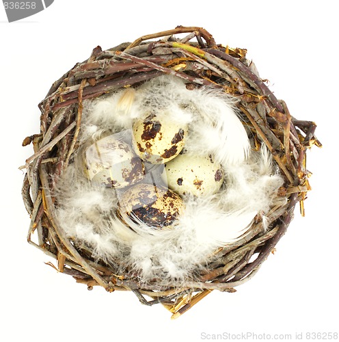Image of Quail eggs in nest