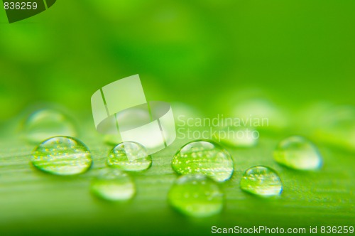 Image of Water drops on plant leaf