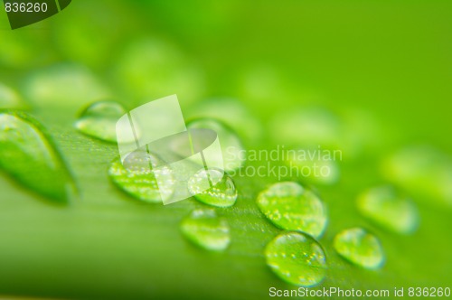 Image of Water drops on plant leaf