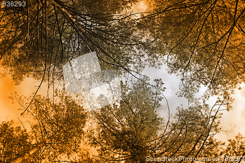 Image of forest background