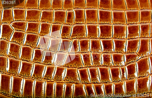 Image of Skin of a crocodile