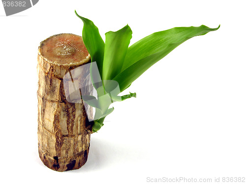 Image of Green sprout growing from a trunk of a palm tree of green colour