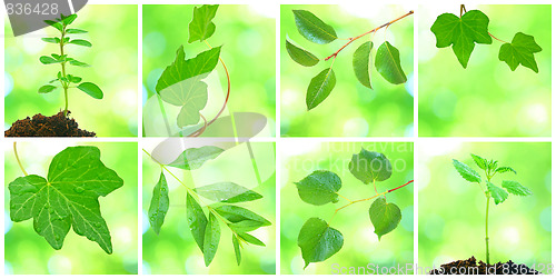 Image of Collage of grenn leaves in spring