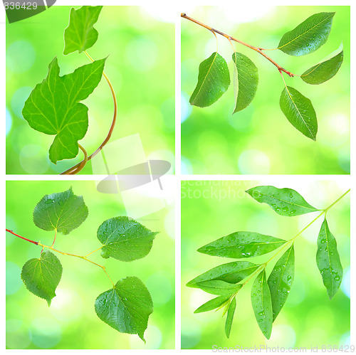 Image of Collage of grenn leaves in spring