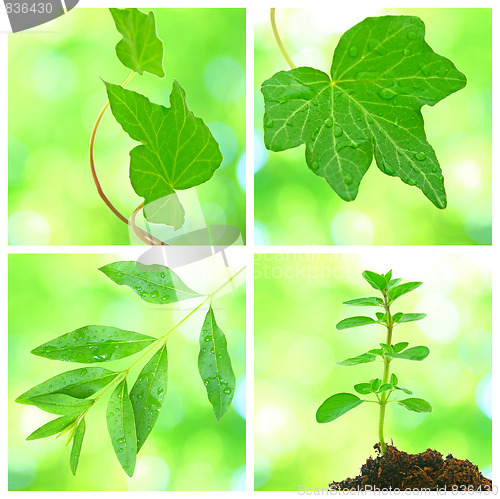 Image of Collage of grenn leaves in spring